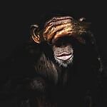 crazymonkey, crazymonkey crazymonkey, crazymonkey
