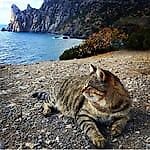 Анна Анна, Анна Анна