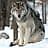 SWolf