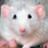 WhiteRat72