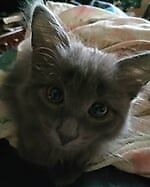Алексей Ильин, Алексей Ильин Алексей Ильин, Алексей Ильин
