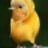 MacDuck