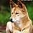 wilddog