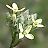 Camelina