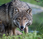 old_wolf, old_wolf