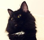 Чёрный котейка, Чёрный котейка