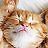 Crazy Cat