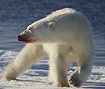 White Bear, White Bear