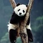 panda67, panda67