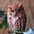 Red owl