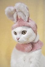 Чеширка Чистюля, Чеширка Чистюля