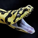 pYthon, pYthon
