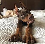 Annakonda, Annakonda