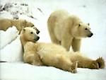 iren79, iren79