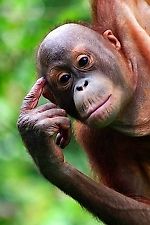 Crazy_fan, Crazy_fan