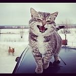 санёкк, санёкк