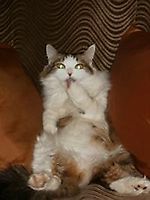Димулин, Димулин