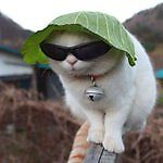 мышь веселая, мышь веселая