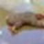medved_v_luzhe