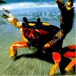 Apollo Apollo, Apollo Apollo