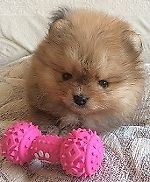 Артем Альбрехт, Артем Альбрехт