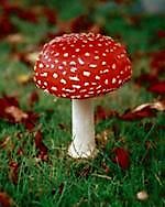 David Ledok, David Ledok