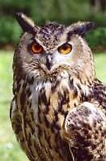 случай, случай