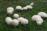 Agaricus, Agaricus