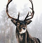 Olafur, Olafur