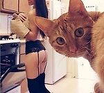 Бесстыжий чеширец, Бесстыжий чеширец
