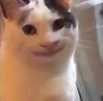 Игорь Волк, Игорь Волк