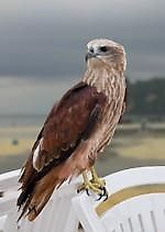 сарыч, сарыч