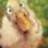 ducky