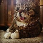 Толстый Кот, Толстый Кот