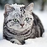 Dmitry Bushanov, Dmitry Bushanov