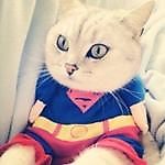 RainbowCat, RainbowCat