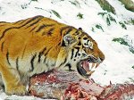 Panthera tigris altaica, Panthera tigris altaica
