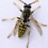 The Wasp