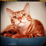 Grace The Cat, Grace The Cat