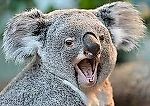 Koala712, Koala712
