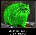 Кридеин, Кридеин