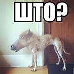 Василий Протасов, Василий Протасов