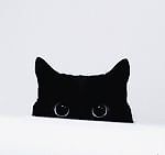 Lmusklyar, Lmusklyar