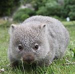 Батяня Вомбат, Батяня Вомбат