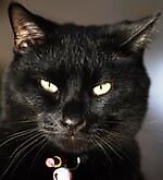 Станислав Снежин, Станислав Снежин