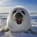 Kate_Ostermiller, Kate_Ostermiller