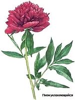 коняга на ленинском, коняга на ленинском