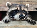 Жизнь кудрявая как Валерий Карпин, Жизнь кудрявая как Валерий Карпин