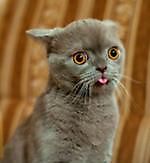 Гипнотизер Вазген на гостевой трибуне, Гипнотизер Вазген на гостевой трибуне