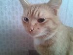 iosif-31-03-12, iosif-31-03-12